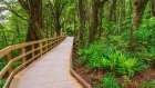 Boardwalk through rainforest at Milford Sound, Fiordland National Park, South Island, New Zealand Art Print